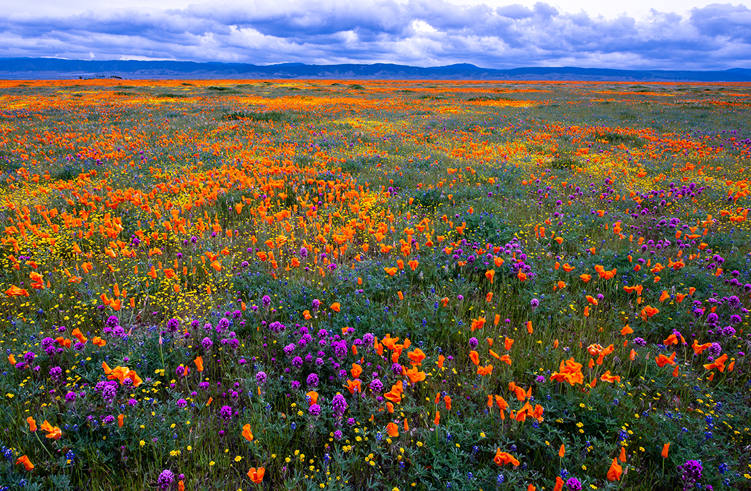 Owl Clover, Goldfields, Poppies, Filaree, and Pygmy Lupnes, Antelope Valley, CA.jpg