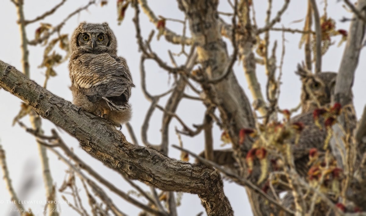 owlsblur.jpg
