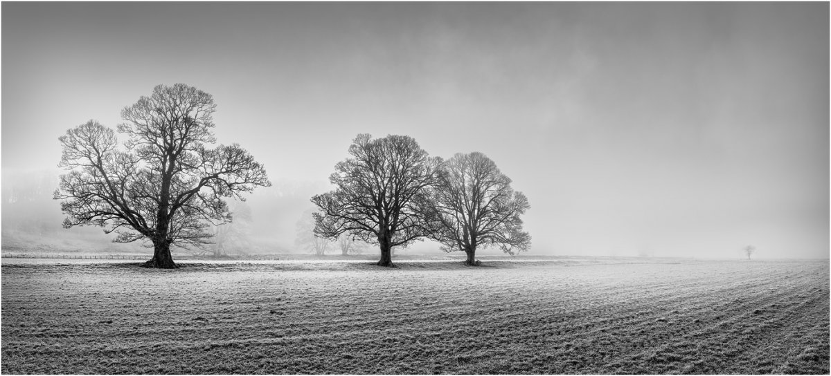 P-RennieK-Three Trees Plus One.jpg
