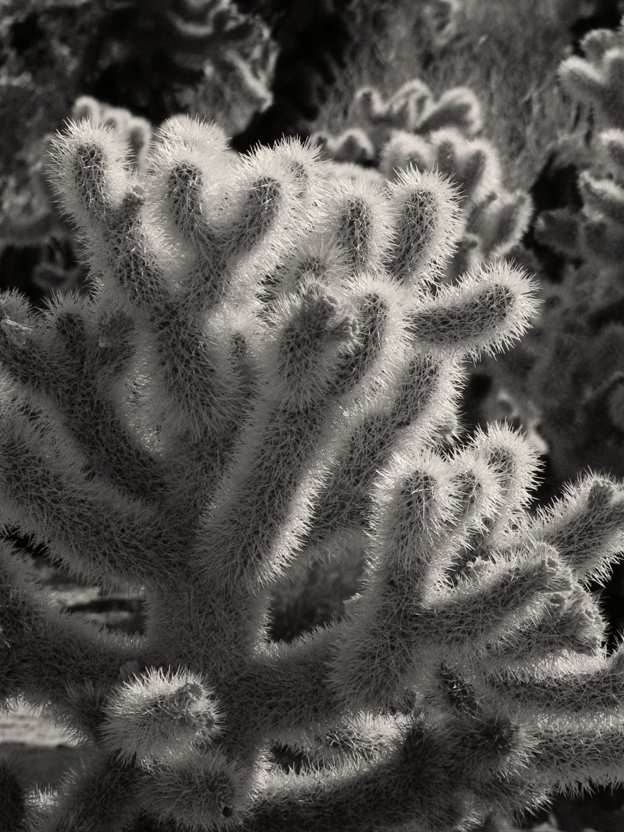 P1030549_BW.jpg
