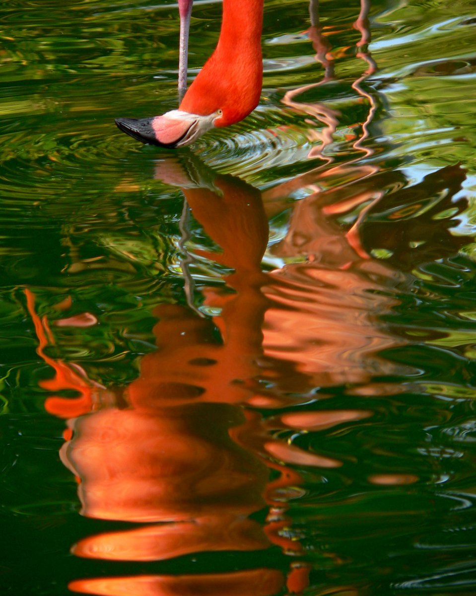 P1180428_levels cropped.JPG