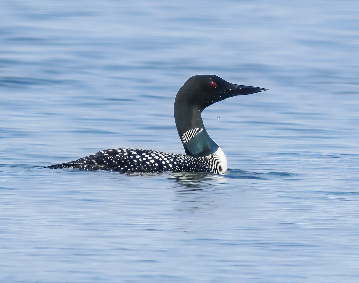 P4181328-Edit.jpg