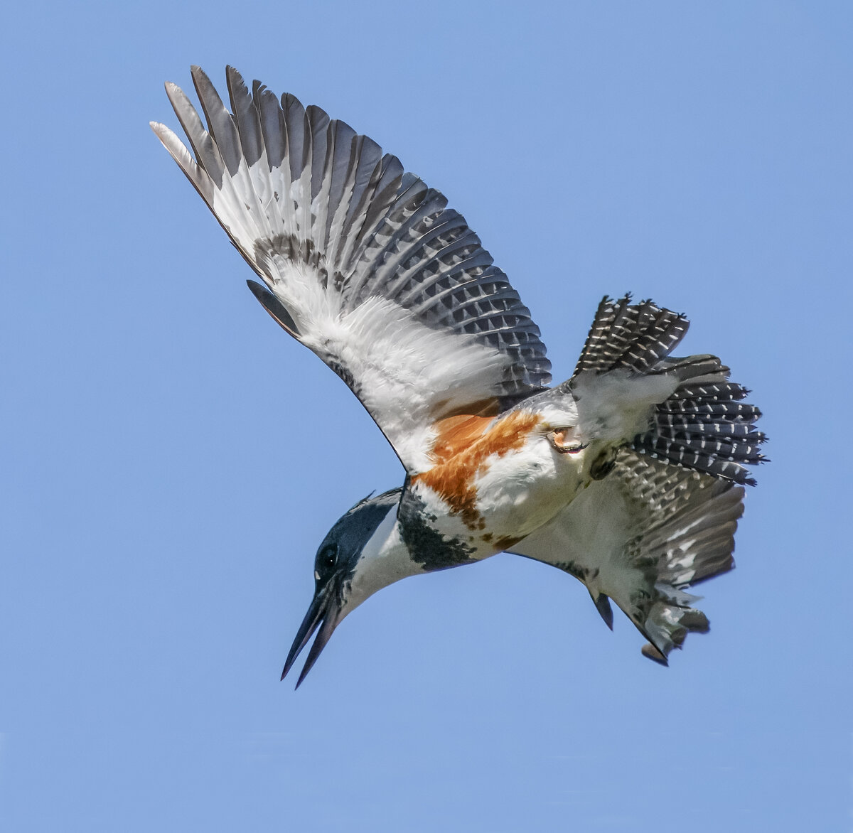 P4260720-Edit.jpg