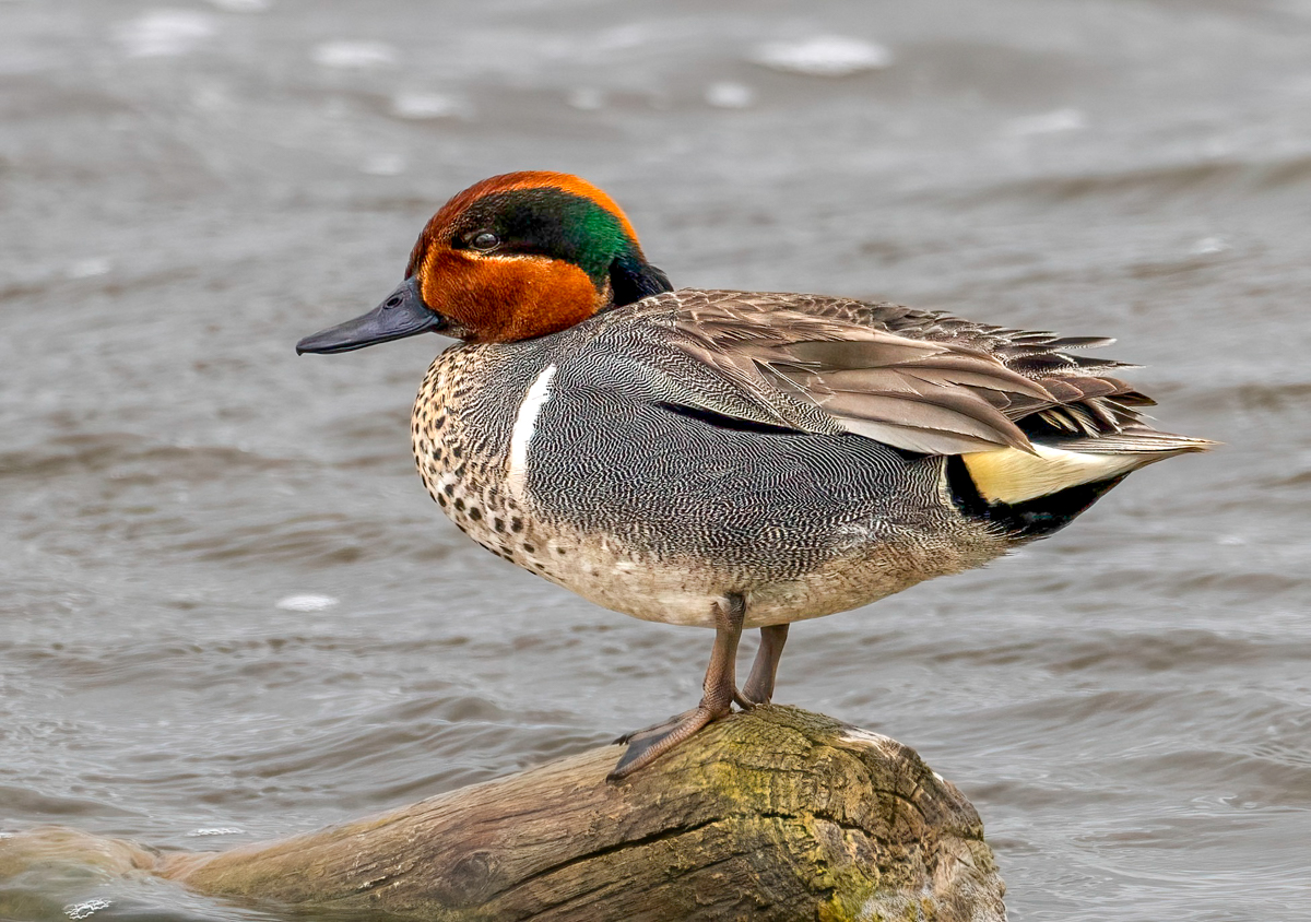 P5120037-Edit.jpg