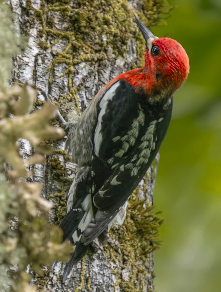 P5161704-Edit.jpg
