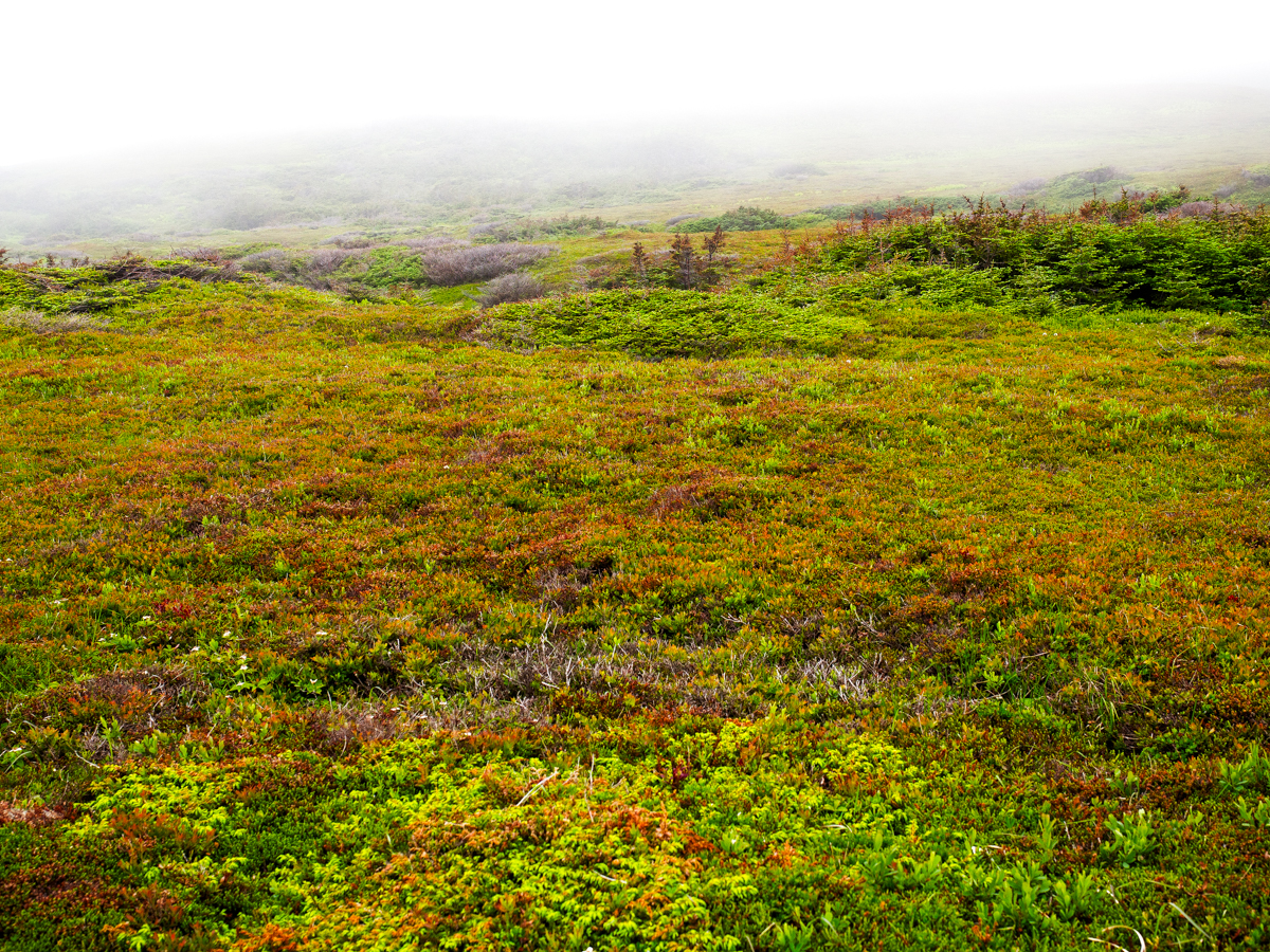 P7151027-Edit.jpg