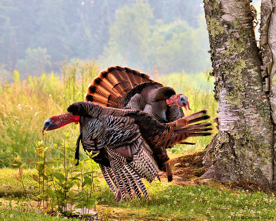 P8867Turkeys.jpg