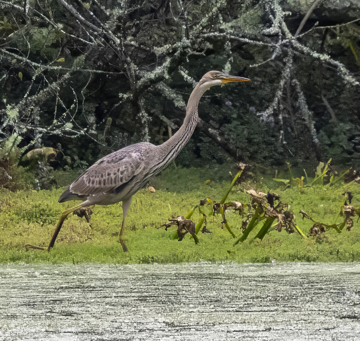 PA051592-Edit.jpg