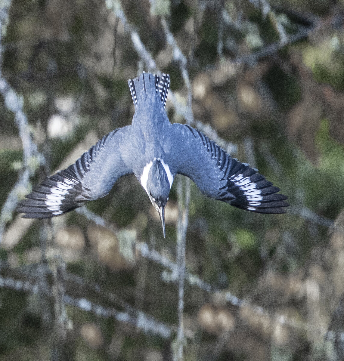 PA271070.jpg