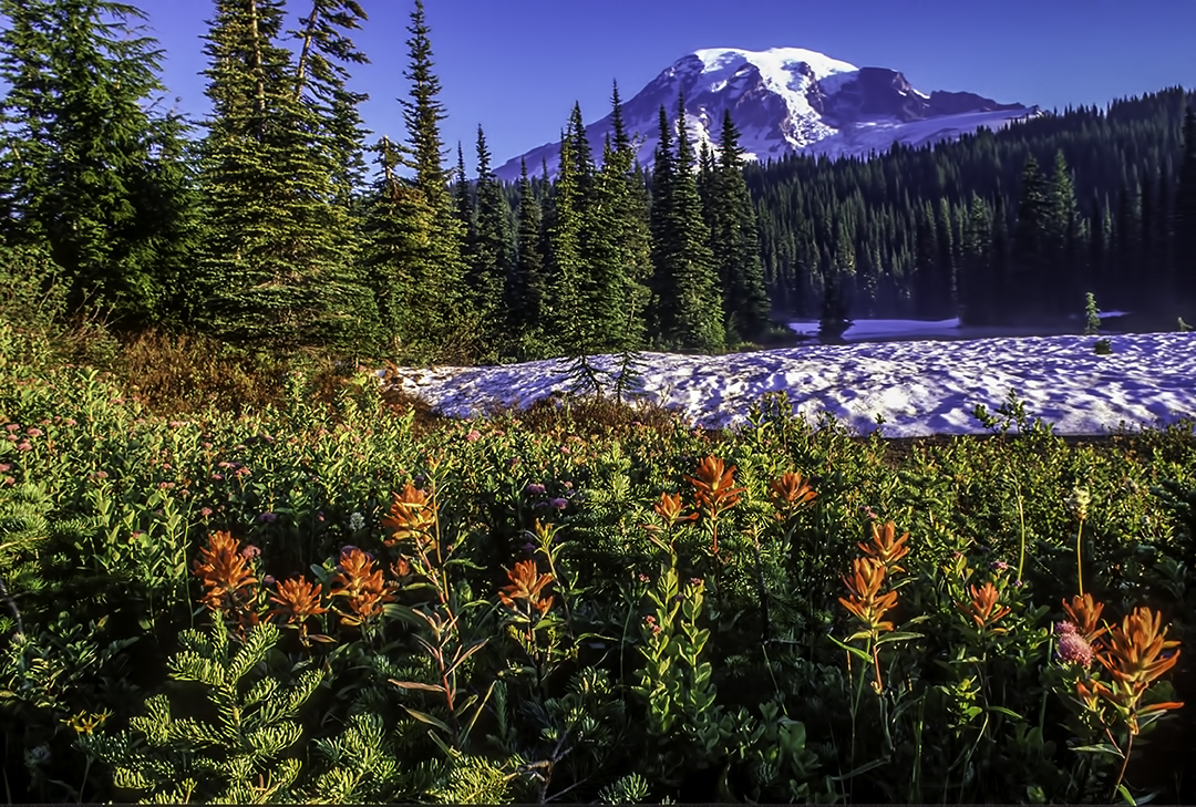 Paintbrush at Reflection Lake.jpg