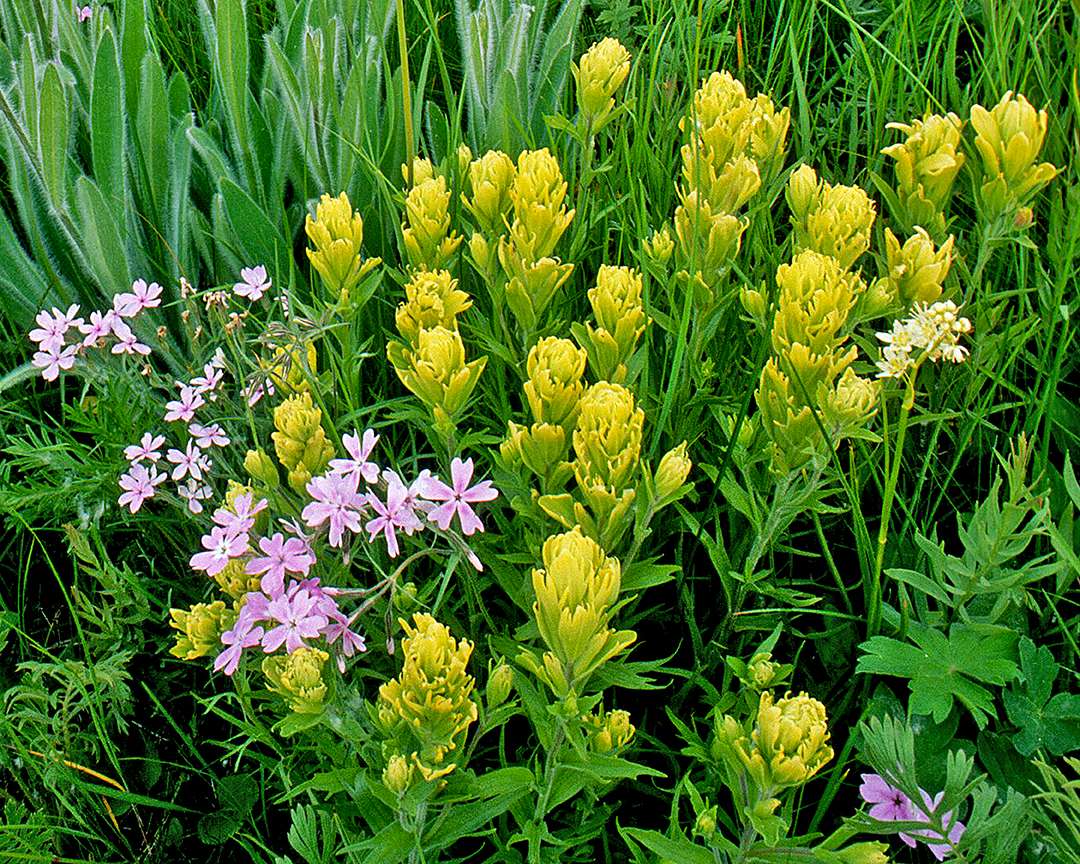 Paintbrush, Phlox, and Golden Alexander, WA.jpg