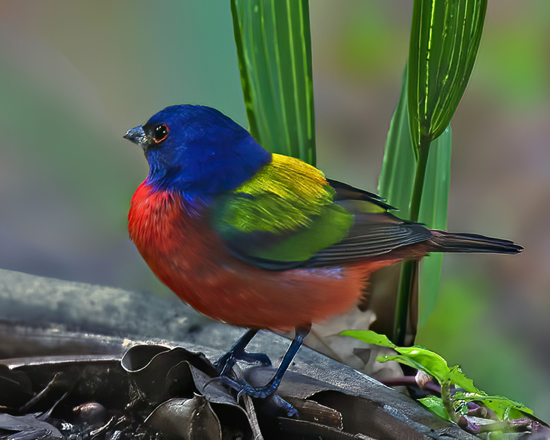 Painted bunting feeding on the ground.jpg
