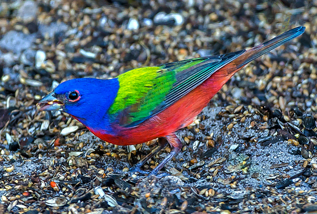Painted bunting II.jpg