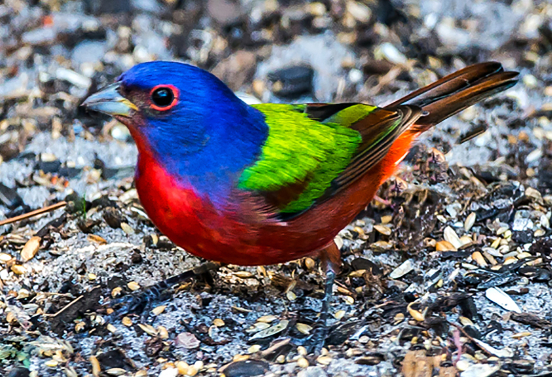 Painted bunting III.jpg