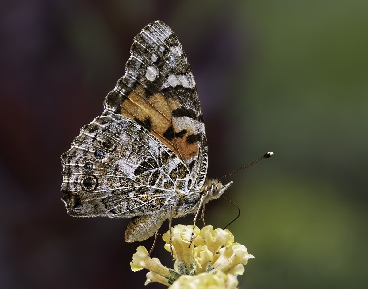Painted lady-476-2-Edit.jpg