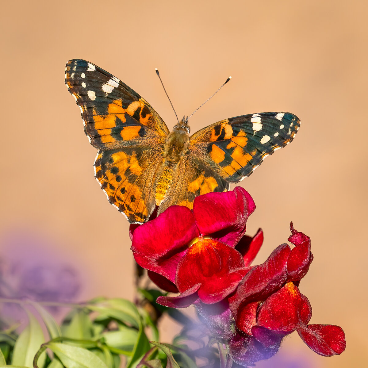 painted Lady-6894-Edit.jpg