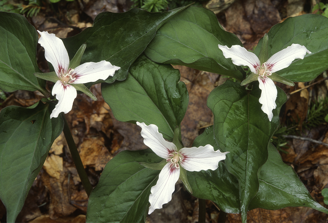 Painted Trillium.jpg