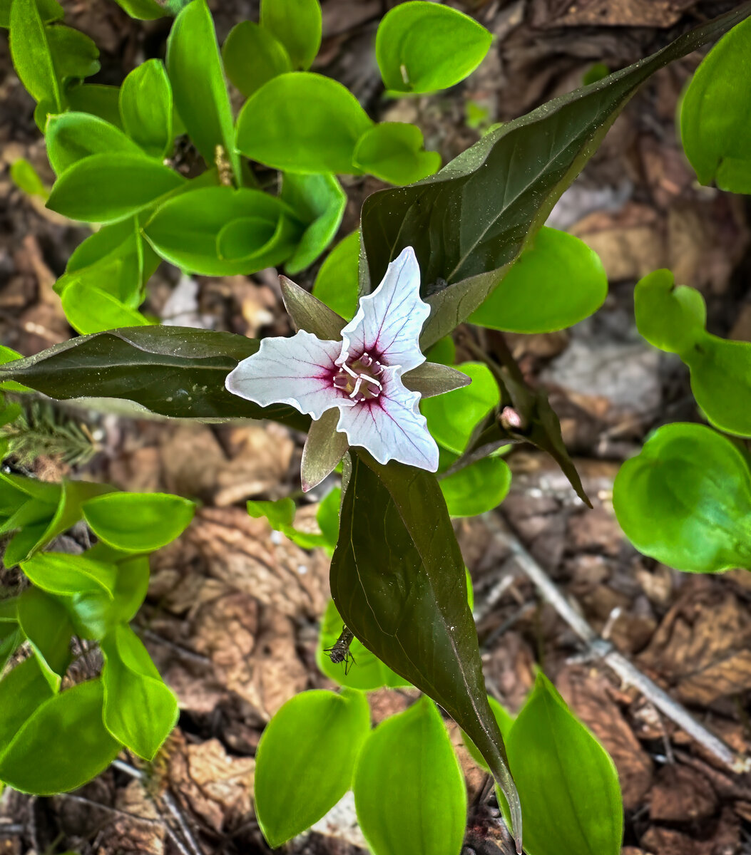 Painted Trillium.jpg
