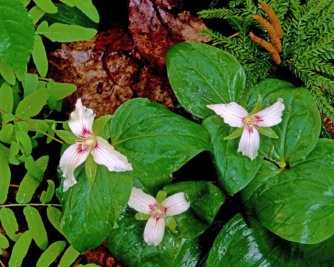 painted trillium mi V.jpg