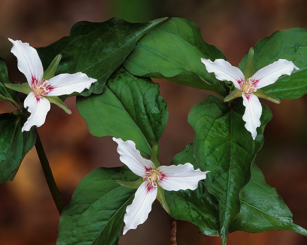 painted trillium ny.jpg