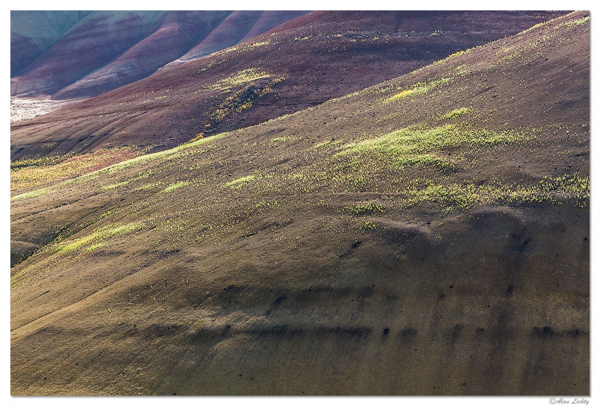 PaintedHillsFlowers3.jpg