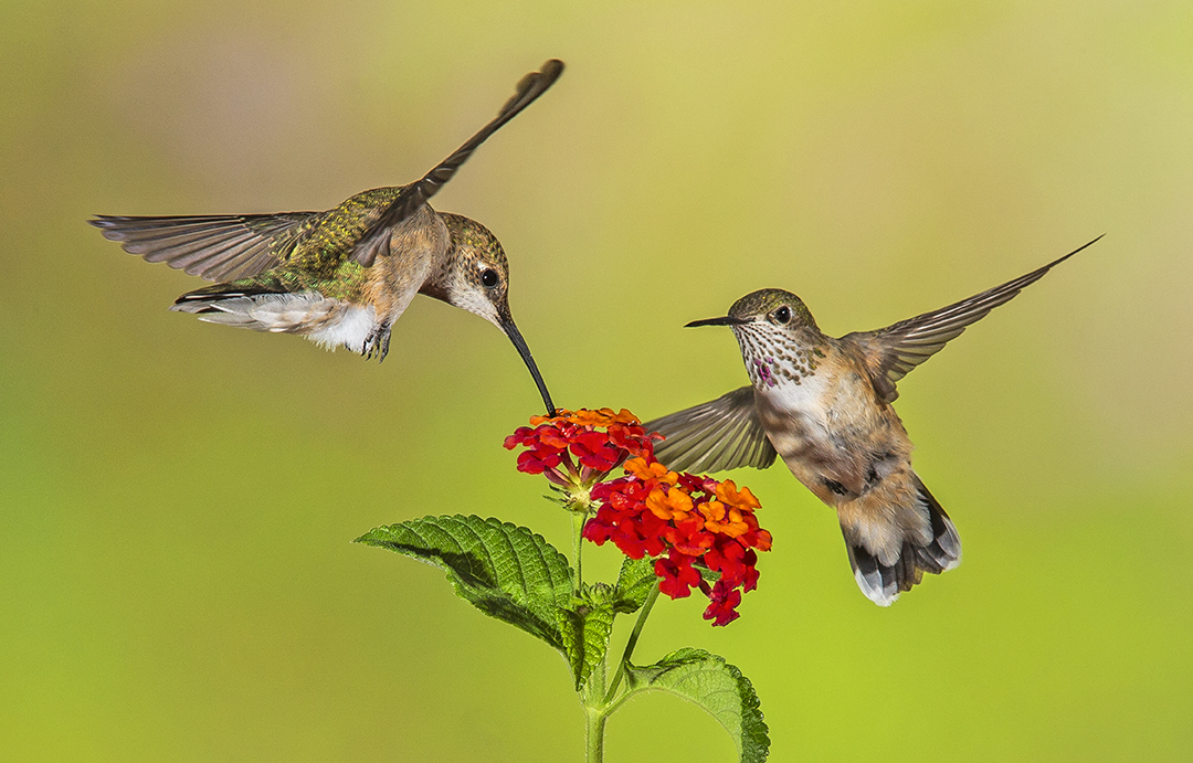 pair of hummingbirds II (1 of 1).jpg