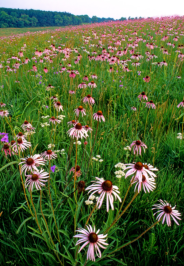 pale purple coneflower.jpg