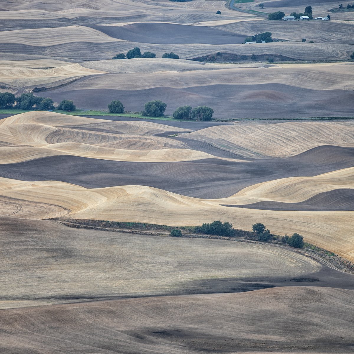 Palouse1-cropped.jpg