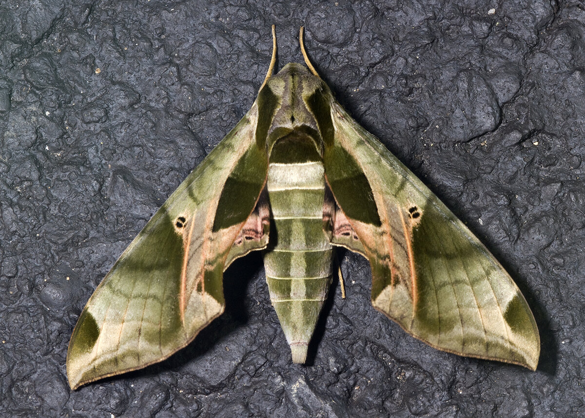 Pandora Sphinx (Eumorpha pandorus).jpg