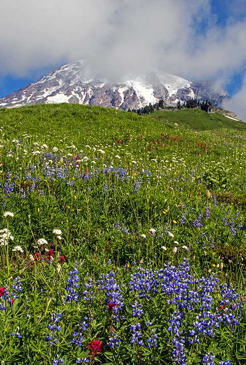 Paradise Meadow  vert.jpg