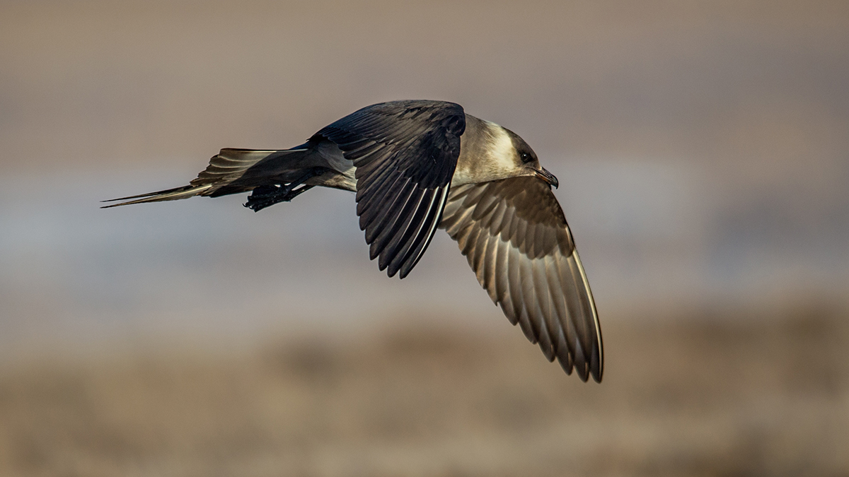 Parasitic Jaeger.jpg