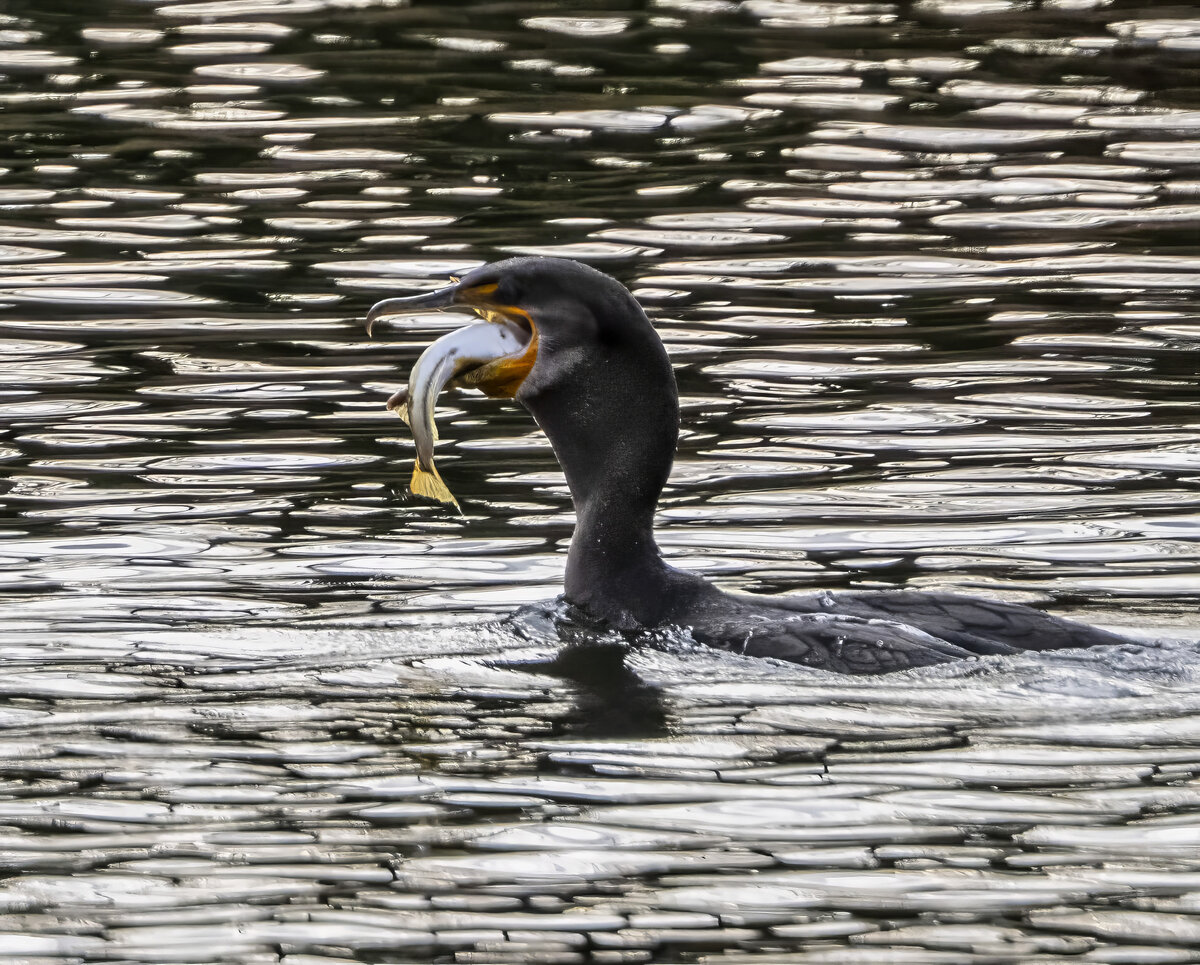 PB071883-Edit.jpg