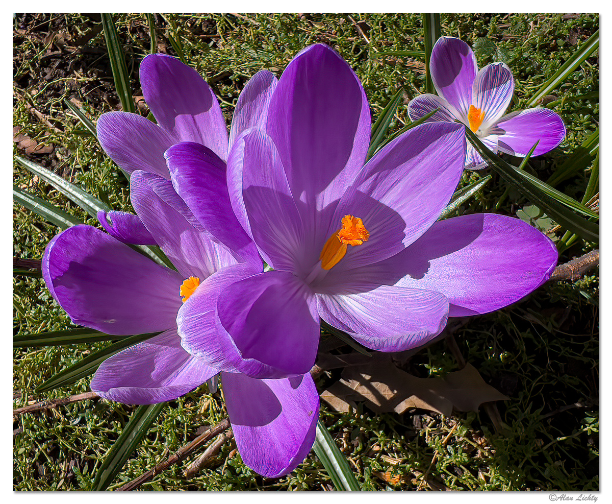 PCrocus22.jpg