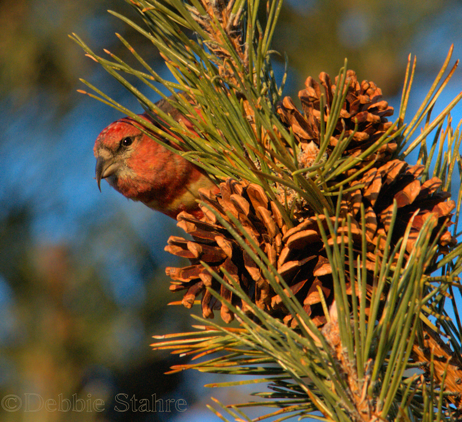 PCrossbill2070 -1.jpg