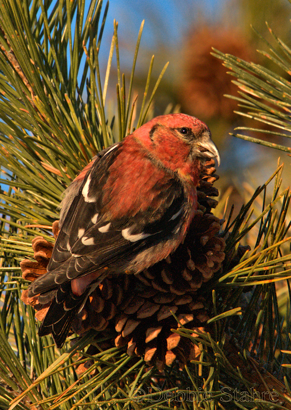 PCrossbill2139 -1.jpg