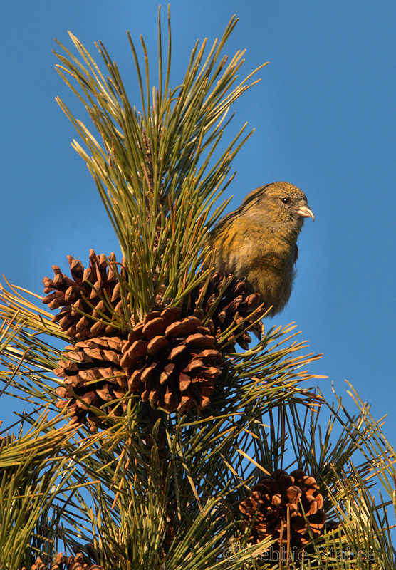 PCrossbill2192 -1.jpg
