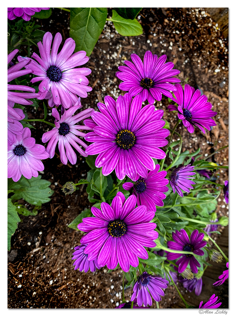 PDaisies.jpg
