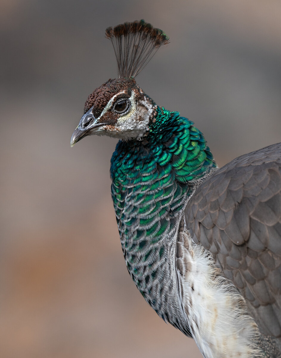 Peacock hen-5785-Edit.jpg