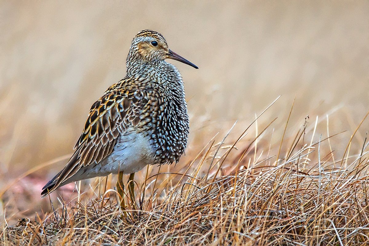 Pectoral Sandpiper[23195].jpg