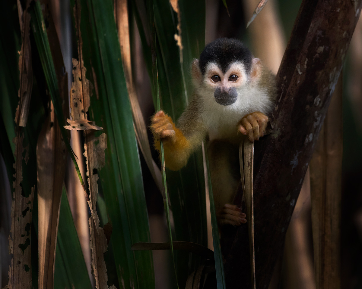 peeking-squirrel-monkey.jpg