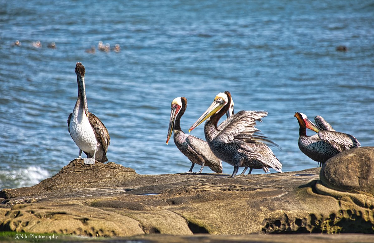 Pelican 1.jpg