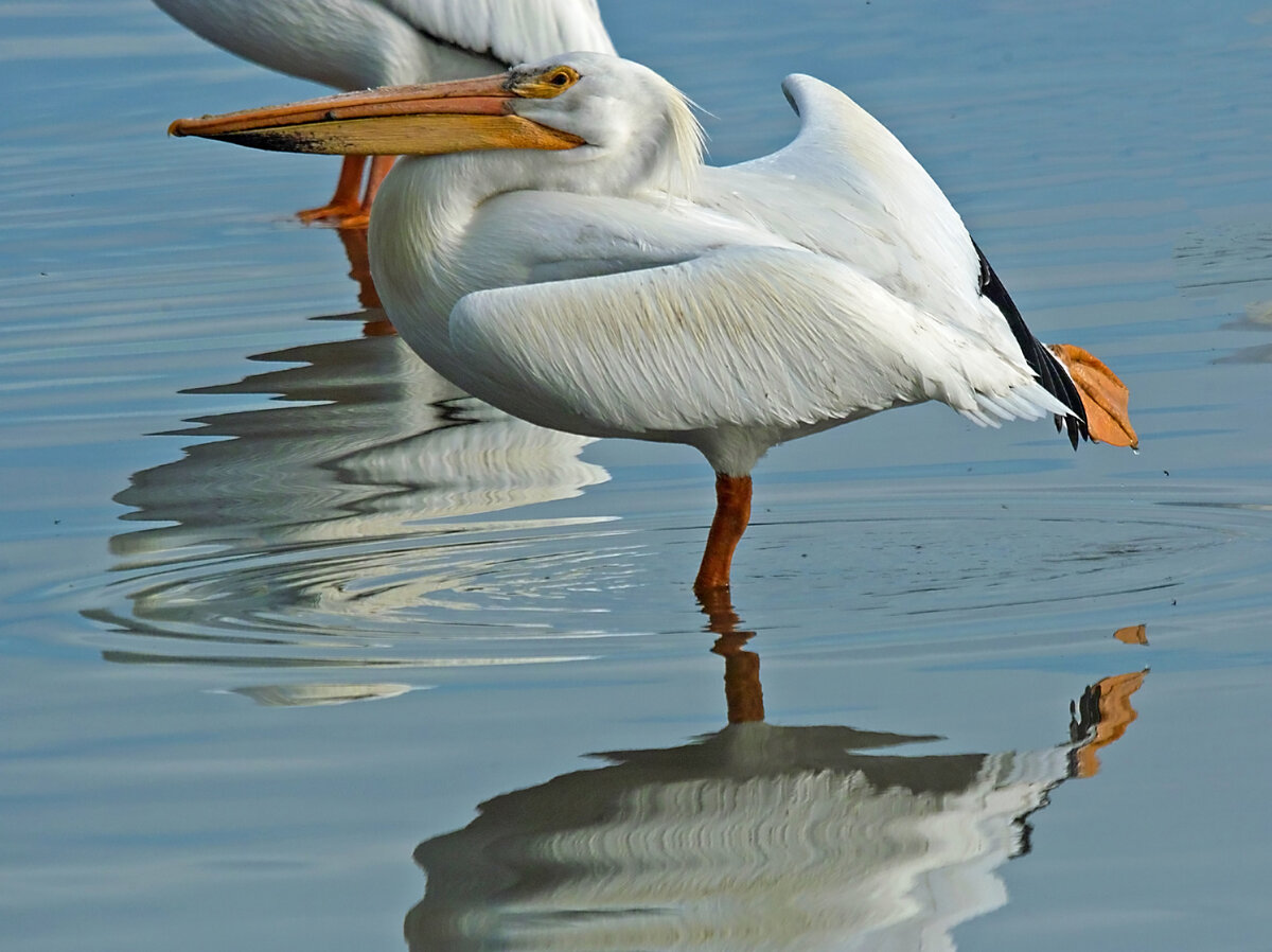 Pelican.jpg