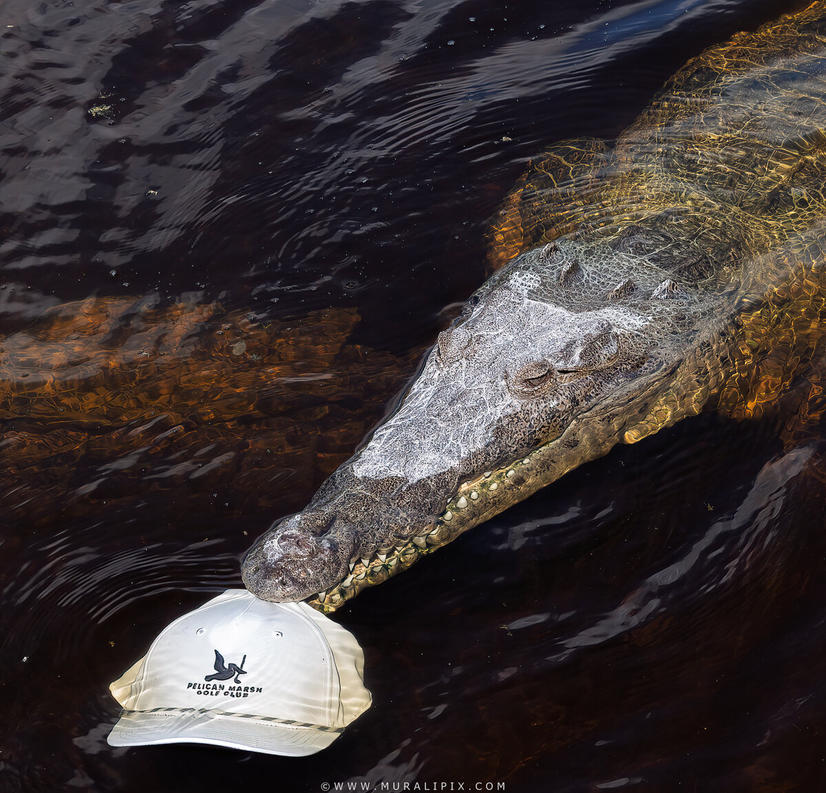 Pelican Marsh croc 2.jpg