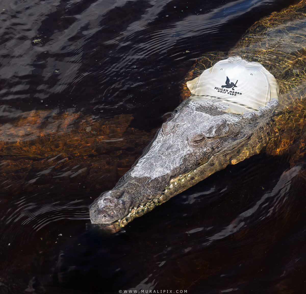 Pelican Marsh Croc 3.jpg