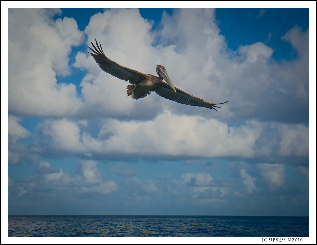 pelican1.jpg