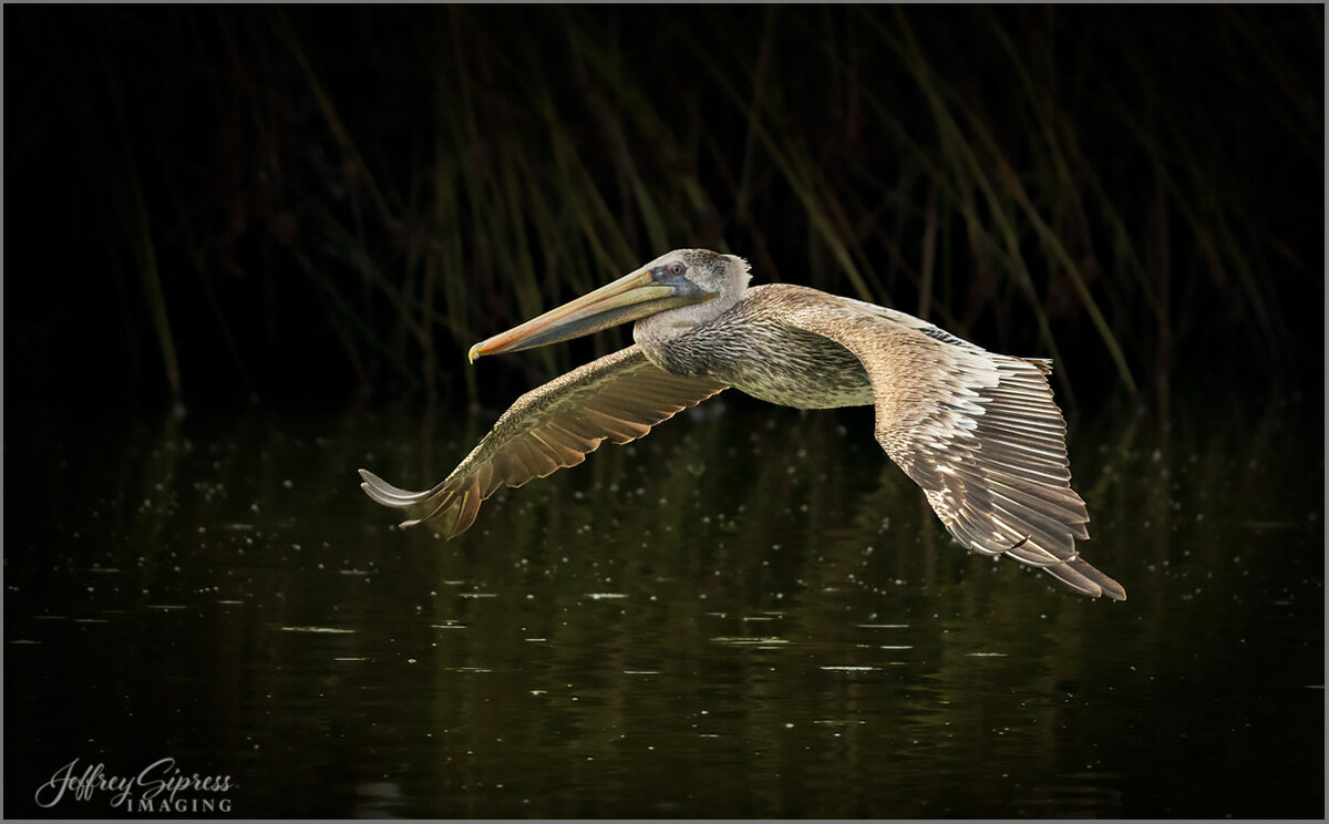 pelican1a.jpg