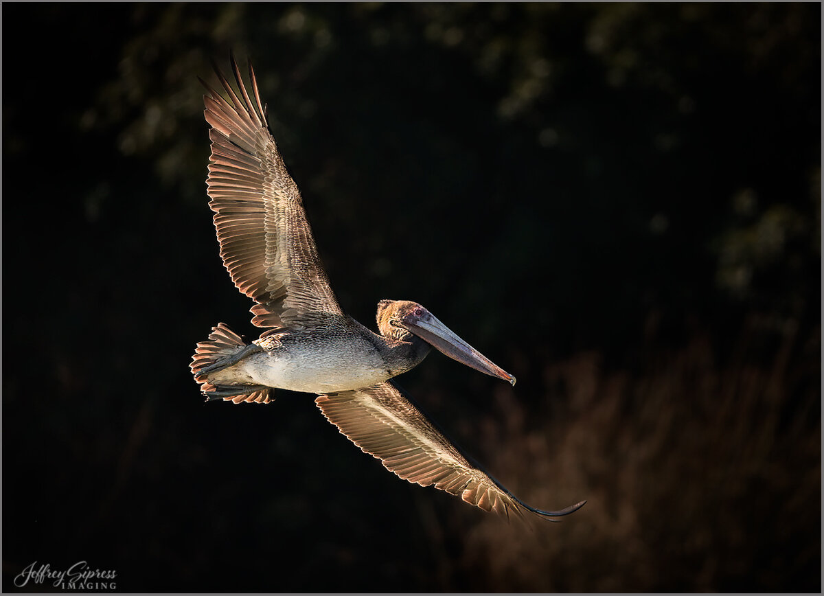 pelican2-2.jpg