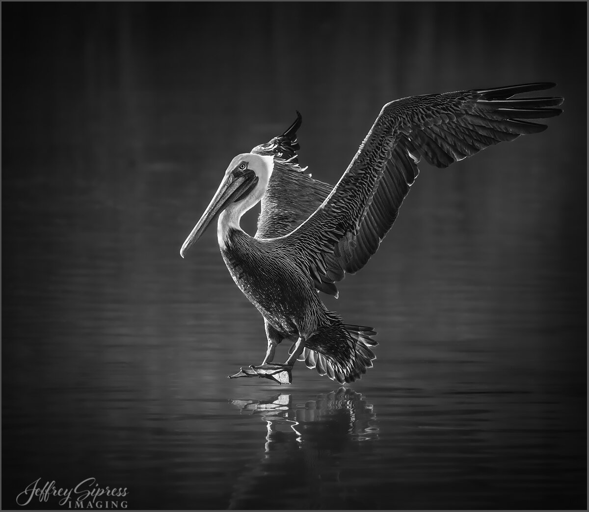 pelican3.jpg