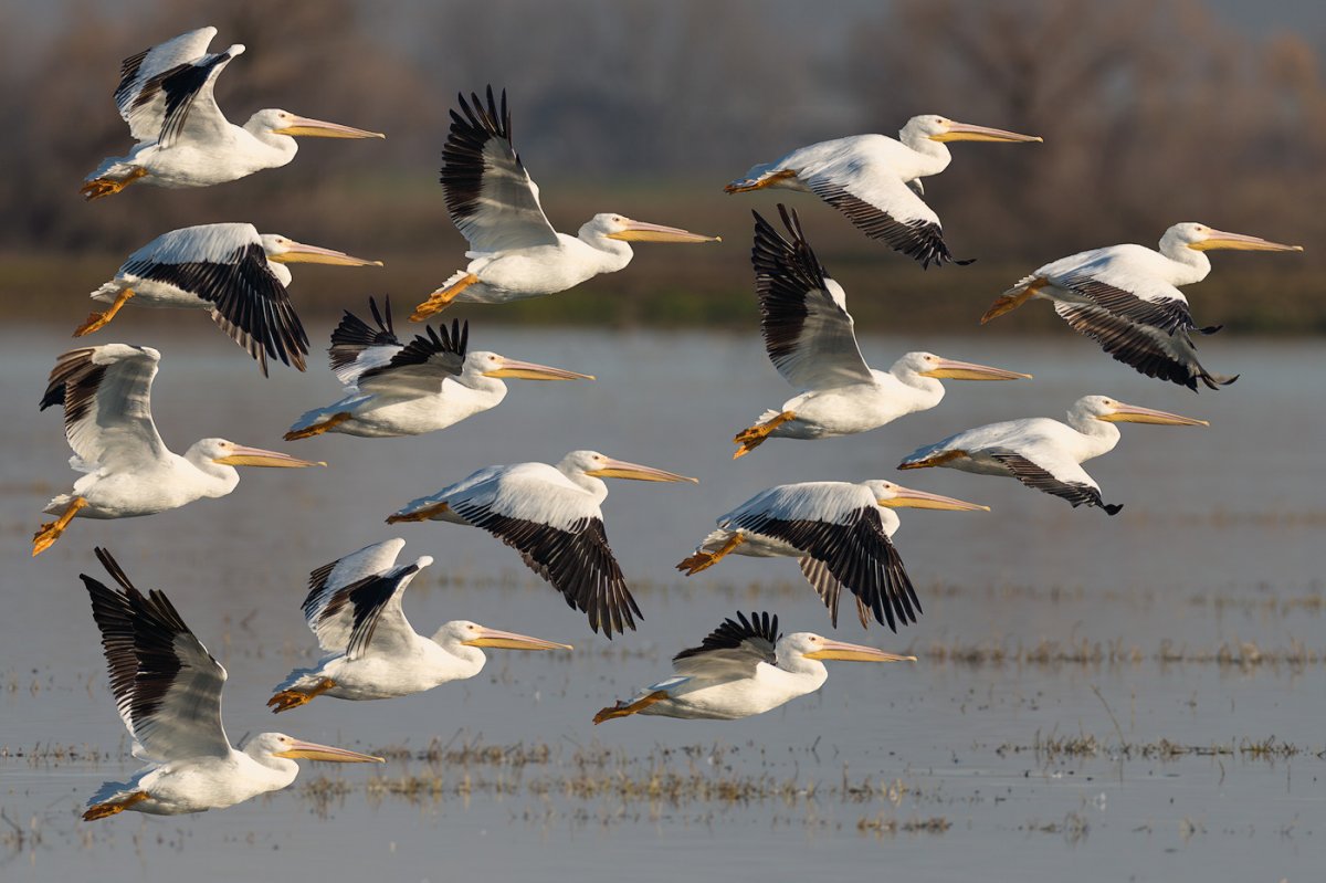 Pelicans-copy.jpg