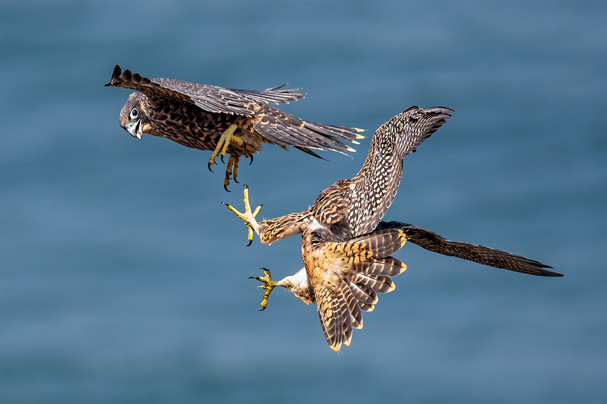 Peregrine 4.jpg